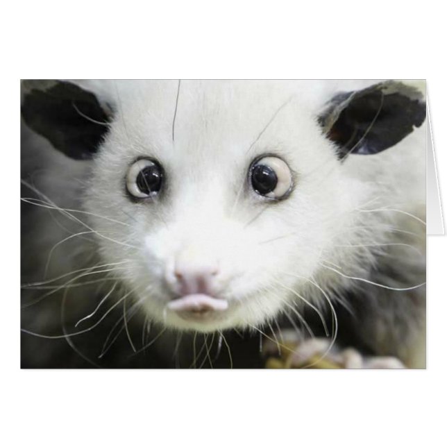 Heidi Das Mit Augen Opossum (Vorderseite (Horizontal))