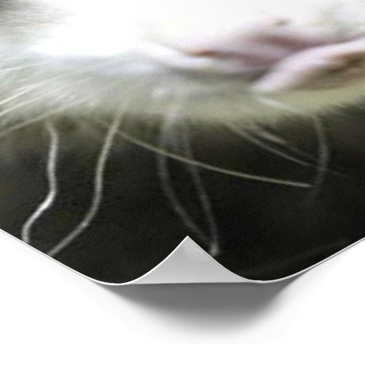 Heidi Das Mit Augen Opossum Poster (Ecke)