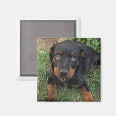 Heidi Guilt Puppy Magnet (Vorderseite/Rückseite)