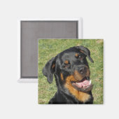 Heidi Niedlich Rottweiler Magnet (Vorderseite/Rückseite)