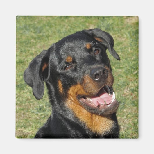 Heidi Niedlich Rottweiler Magnet (Vorne)