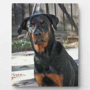 Heidi Rottweiler Backyard Foto Plaque Fotoplatte