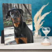 Heidi Rottweiler Backyard Foto Plaque Fotoplatte (Seite)