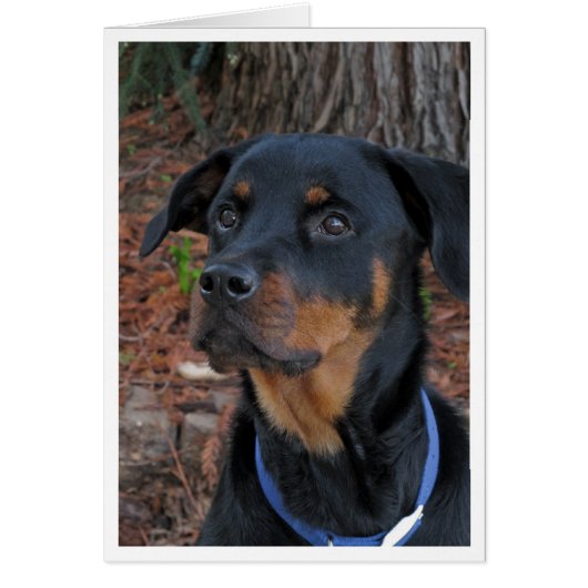 Heidi Rottweiler Blank Greeting Card (Vorne)