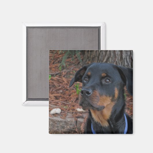 Heidi Rottweiler Magnet (Vorderseite/Rückseite)