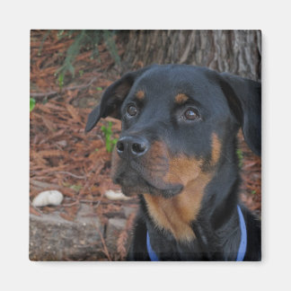 Heidi Rottweiler Magnet