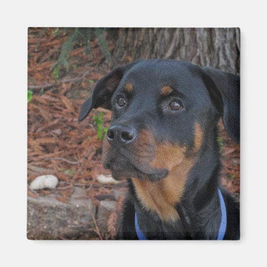 Heidi Rottweiler Magnet (Vorne)