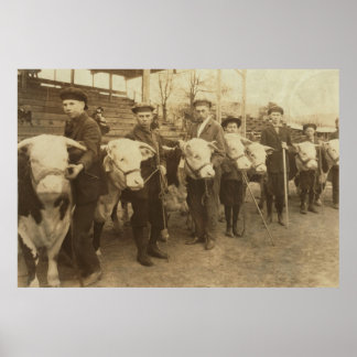 Heifers Poster
