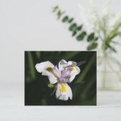 heikle Blume Postkarte (Stehend Vorderseite)