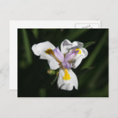 heikle Blume Postkarte (Vorne/Hinten)