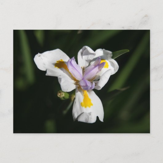 heikle Blume Postkarte (Vorderseite)