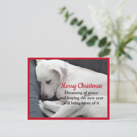 Heilen Friedlich schlafend Weiße Welpen Weihnachte Postkarte (Stehend Vorderseite)
