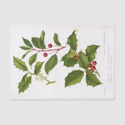 Heilige botanische Illustration Seidenpapier (Vorderseite)