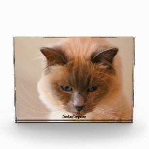 Heilige Katze Fotoblock