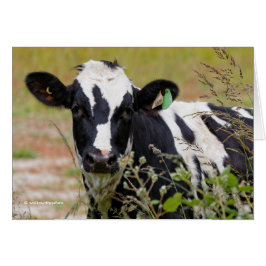 Heilige Kuh! Es ist ein Holstein-Friesier!