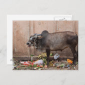 Heilige Kuh in Indien fütternd auf Mülldeponie Pos Postkarte (Vorne/Hinten)