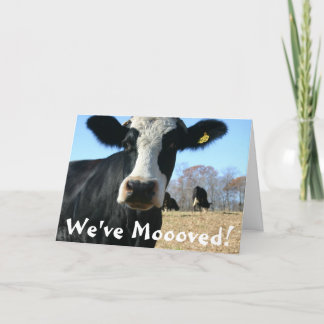 Heilige Kuh Wove bewegt Ankündigung