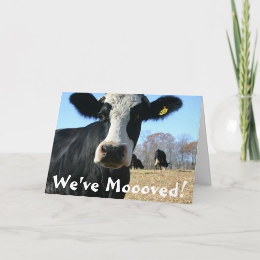 Heilige Kuh Wove bewegt Ankündigung (Vorderseite)