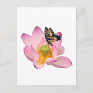 Heilige Lotus und Östlicher Tigerspitzschwanz Postkarte