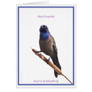 Heiliger Grackle! Sie sind geschlossen: