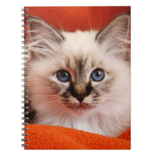 Heiliges Birman Kätzchen Notizblock