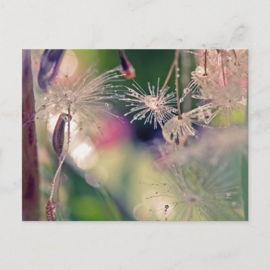 Heiligtum von Dandellion Postkarte (Vorderseite)