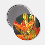Heilmagnete Touch Orange Lily Blume Magnet (Vorderseite/Rückseite)