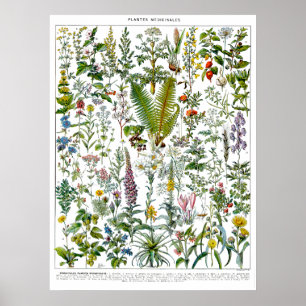 Heilpflanzen & Blumen von Adolphe Millot Poster