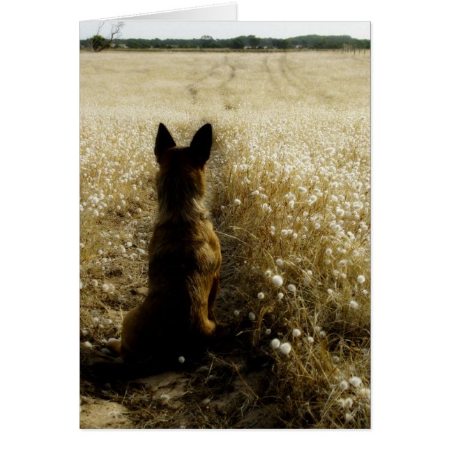 Heimwärts gesprungen (Vorne)