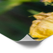 Heirloom Iris Poster (Ecke)