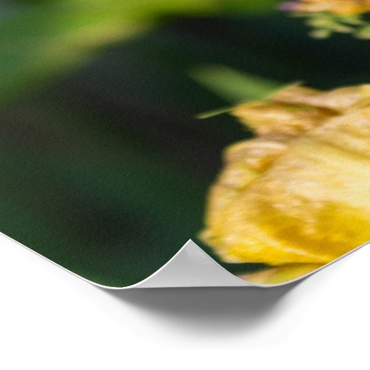 Heirloom Iris Poster (Ecke)