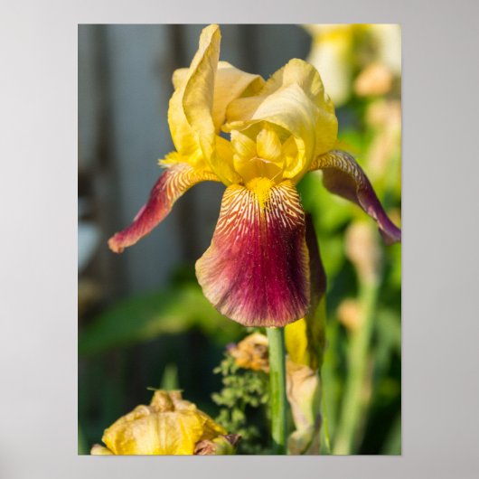 Heirloom Iris Poster (Vorne)