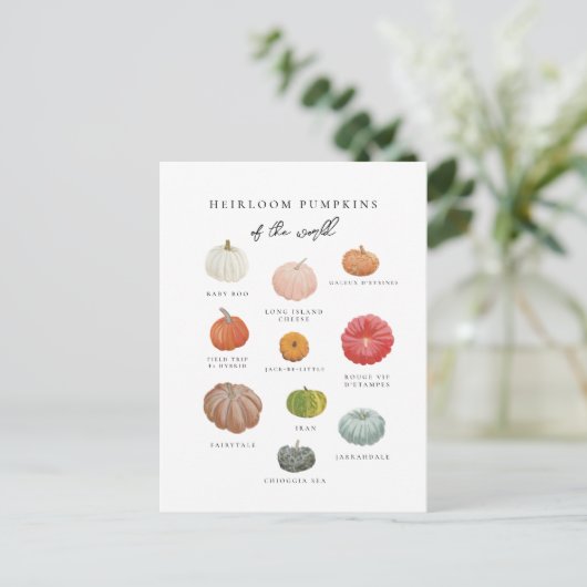 Heirloom Pumpkins Fall Postkarte (Stehend Vorderseite)