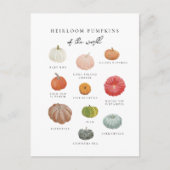 Heirloom Pumpkins Fall Postkarte (Vorderseite)
