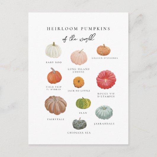 Heirloom Pumpkins Fall Postkarte (Vorderseite)