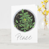 Heirloom Tomato Pflanze Peace Sign Grußkarten Karte (Gelbe Blume)