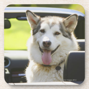 Heiserer Hund vom Kabriolett Getränkeuntersetzer