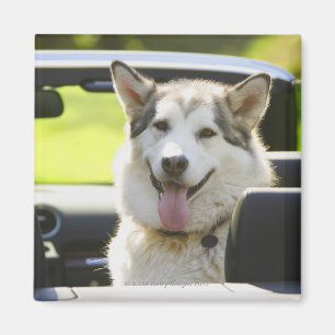 Heiserer Hund vom Kabriolett Magnet