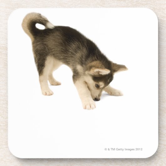 Heiserer Welpe 2 Untersetzer (Vorderseite)