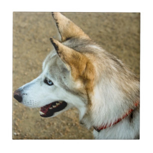 Heiseres Porträt Fliese