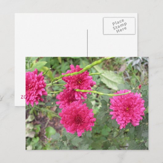 heiß rosa Blume Postkarte (Vorne/Hinten)