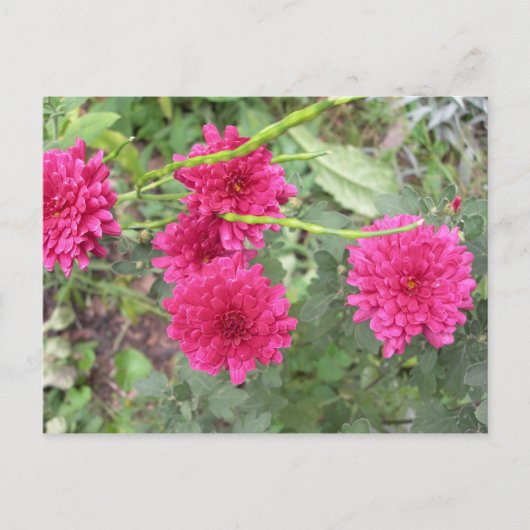 heiß rosa Blume Postkarte (Vorderseite)