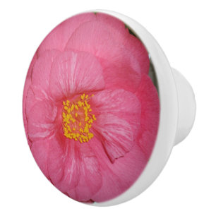 Heiß rosa Kamelien, die auf einem Baum wachsen, Keramikknauf