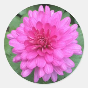 Heißrosa Chrysanthemen Blumen  Runder Aufkleber