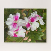 Heißrosa Kamelie, San Francisco Puzzle (Horizontal)