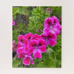 Heißrosa Martha Washington Geranie, Oakland Puzzle
