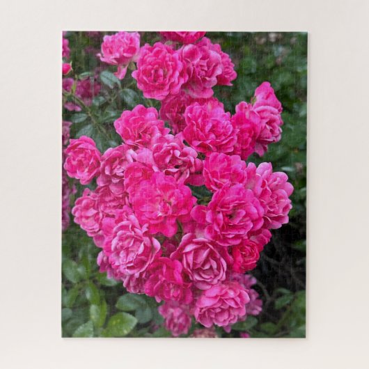 Heißrosa Polyantha-Rose, Oakland Puzzle (Vertikal)