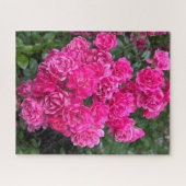 Heißrosa Polyantha-Rose, Oakland Puzzle (Horizontal)