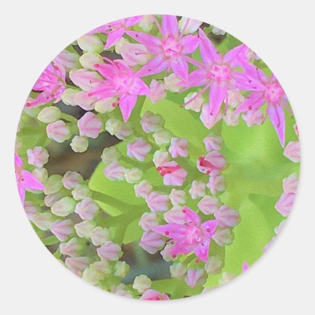 Heissrosa Sukkulentes Sedum mit fleshy-grünen Blät Runder Aufkleber (Vorderseite)