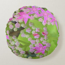 Heissrosa Sukkulentes Sedum mit fleshy-grünen Blät